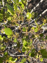 Rhamnus pirifolia
