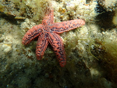 Uniophora