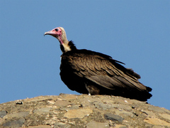 Necrosyrtes monachus