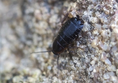 Loboptera