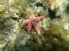 Uniophora