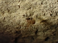 Nesticidae
