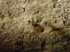 Nesticidae