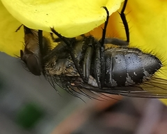Calliphora vicina
