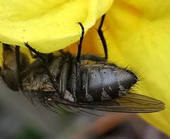 Calliphora vicina