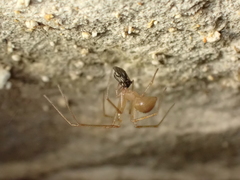 Nesticidae