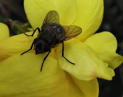Calliphora vicina