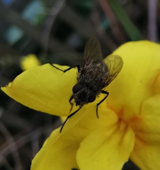 Calliphora vicina