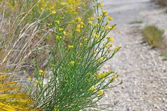 Coronilla juncea