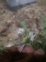 Aster hispidus