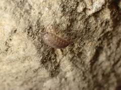 Chaetophiloscia cellaria