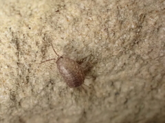 Chaetophiloscia cellaria