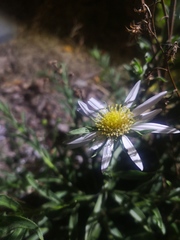 Aster hispidus