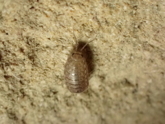 Chaetophiloscia cellaria