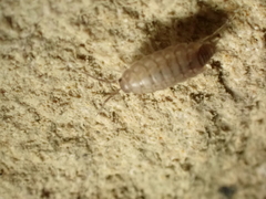 Chaetophiloscia cellaria