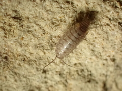 Chaetophiloscia cellaria