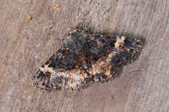 Metalectra carneomacula