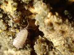 Chaetophiloscia cellaria