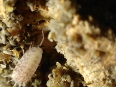 Chaetophiloscia cellaria