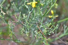 Coronilla juncea