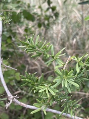 Asparagus natalensis