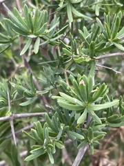 Asparagus natalensis