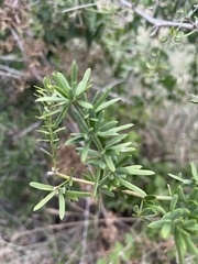 Asparagus natalensis