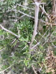 Asparagus natalensis