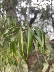 Coptosperma supra-axillare