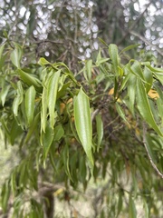 Coptosperma supra-axillare