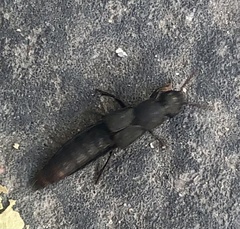 Platydracus scabrosus