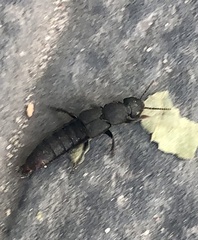 Platydracus scabrosus