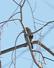 Lanius borealis