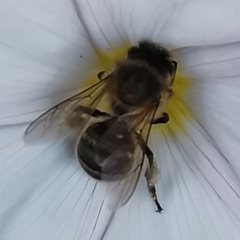 Apis mellifera
