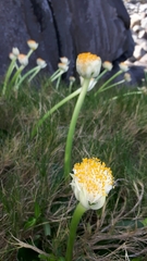 Haemanthus albiflos