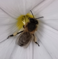 Apis mellifera