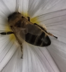 Apis mellifera