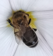 Apis mellifera
