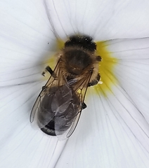 Apis mellifera
