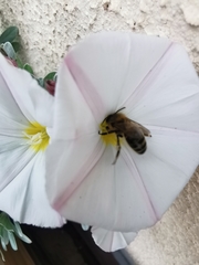 Apis mellifera
