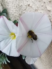 Apis mellifera