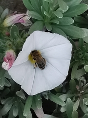 Apis mellifera