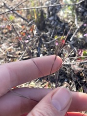 Aristida ternipes