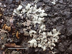 Xanthoparmelia scabrosa