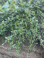 Cercocarpus betuloides blancheae