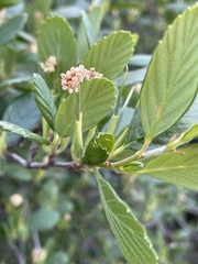 Cercocarpus betuloides blancheae