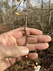 Crataegus opaca
