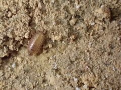 Chaetophiloscia cellaria