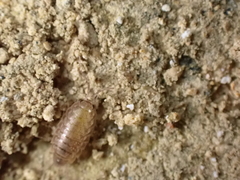 Chaetophiloscia cellaria