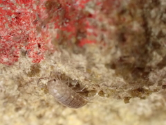 Chaetophiloscia cellaria